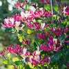 Honeysuckle Belgica Honeysuckle Belgica