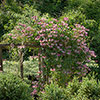 Honeysuckle Belgica Honeysuckle Belgica