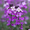 Wallflower Erysimum Bowless Mauve