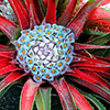 Hardy Bromeliad Fascicularia bicolour