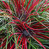 Hardy Bromeliad Fascicularia bicolour
