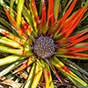 Hardy Bromeliad Fascicularia bicolour