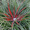 Hardy Bromeliad Fascicularia bicolour