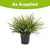Hardy Bromeliad Fascicularia bicolour