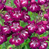 Penstemon Pensham Plum Jerkum Penstemon Pensham Plum Jerkum