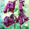 Penstemon Pensham Plum Jerkum Penstemon Pensham Plum Jerkum
