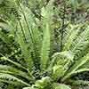 Deer Fern