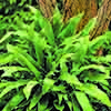 Harts Tongue Fern