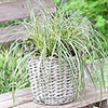 Carex oshimensis Evergold