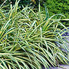 Carex oshimensis Evergold