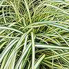 Carex oshimensis Evergold