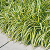 Carex oshimensis Evergold