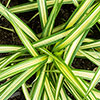 Carex oshimensis Evergold