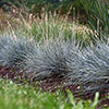 Blue Festuca Grass