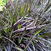 Ophiopogon&nbsp;� Black Dragon Grass