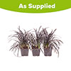 Ophiopogon&nbsp;� Black Dragon Grass
