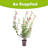 Salvia Hot Lips