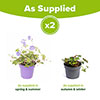 Hardy Geranium Rozanne Hardy Geranium Rozanne