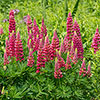 Lupin Gallery Red