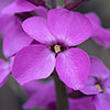 Wallflower Erysimum Bowles Mauve Wallflower Erysimum Bowles Mauve