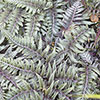Athyrium niponicum Ursulas Red