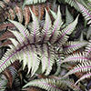 Athyrium niponicum Ursulas Red