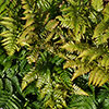 Dryopteris erythrosora Buckler Fern Dryopteris erythrosora Buckler Fern