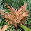 Dryopteris erythrosora Buckler Fern Dryopteris erythrosora Buckler Fern
