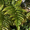 Dryopteris erythrosora Buckler Fern Dryopteris erythrosora Buckler Fern