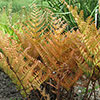 Dryopteris erythrosora Buckler Fern Dryopteris erythrosora Buckler Fern
