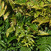 Dryopteris erythrosora Buckler Fern Dryopteris erythrosora Buckler Fern