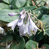 Hosta Blue Angel