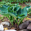 Hosta Blue Angel