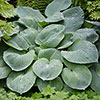 Hosta Blue Angel