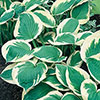 Hosta Patriot