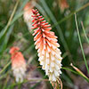 Red Hot Poker Kniphofia Orange Vanilla Popsicle Red Hot Poker Kniphofia Orange Vanilla Popsicle