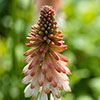 Red Hot Poker Kniphofia Orange Vanilla Popsicle Red Hot Poker Kniphofia Orange Vanilla Popsicle