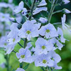 Gentian Speedwell Veronica gentianoides