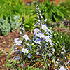 Gentian Speedwell Veronica gentianoides