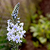 Gentian Speedwell Veronica gentianoides