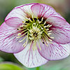 Hellebore Double White Picotee