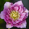 Hellebore Double Ellen Pink Hellebore Double Ellen Pink