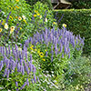 Agastache Blue Fortune