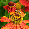 Helenium Moerheim Beauty Helenium Moerheim Beauty