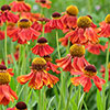 Helenium Moerheim Beauty Helenium Moerheim Beauty