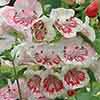 Penstemon Strawberries & Cream