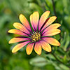 Osteospurmum Purple Sun
