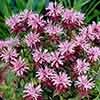 Monarda Beauty of Cobham
