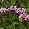 Monarda Beauty of Cobham