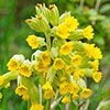 Primula veris - Cowslip